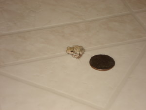 Tiny Frog in My Kitchen